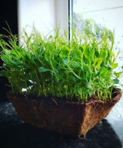 Grow your own Microgreens
