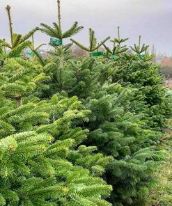 Example Organic Christmas Tree to order at Just Gaia Halifax.
