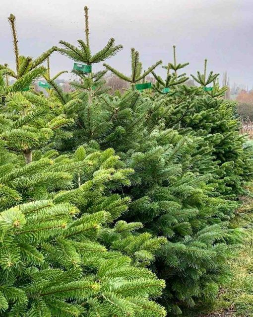 Example Organic Christmas Tree to order at Just Gaia Halifax.
